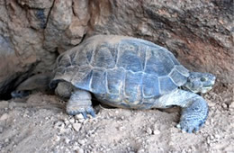 Gopherus agassizii - Desert Tortoise