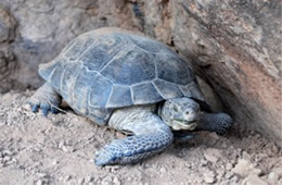 Gopherus agassizii - Desert Tortoise