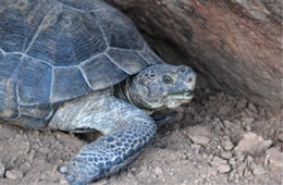 Gopherus agassizii - Desert Tortoise