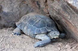 Gopherus agassizii - Desert Tortoise