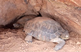 Gopherus agassizii - Desert Tortoise