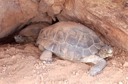 Gopherus agassizii - Desert Tortoise