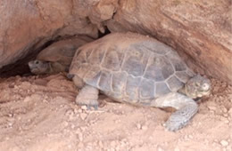 Gopherus agassizii - Desert Tortoise