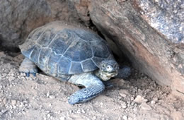 Gopherus agassizii - Desert Tortoise