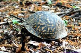 Terrapene carolina - Eastern Box Turtle