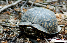 Terrapene carolina - Eastern Box Turtle