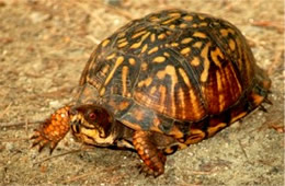 Terrapene carolina - Eastern Box Turtle