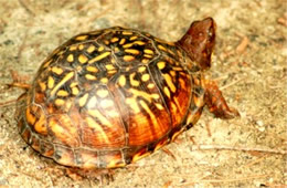 Terrapene carolina - Eastern Box Turtle