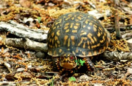 Terrapene carolina - Eastern Box Turtle