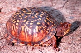 Terrapene carolina - Eastern Box Turtle