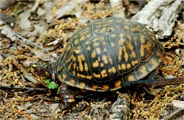 Terrapene carolina - Eastern Box Turtle