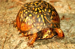 Terrapene carolina - Eastern Box Turtle