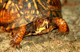 Terrapene carolina - Eastern Box Turtle