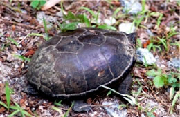 Kinosternon subrubrum - Eastern Mud Turtle