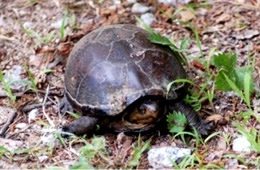 Kinosternon subrubrum - Eastern Mud Turtle