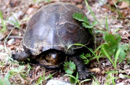 Kinosternon subrubrum - Eastern Mud Turtle