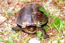 Kinosternon subrubrum - Eastern Mud Turtle