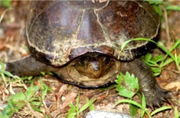 Kinosternon subrubrum - Eastern Mud Turtle