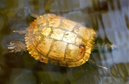 Turtle