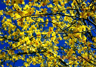 Blue Palo Verde Flowers Desktop