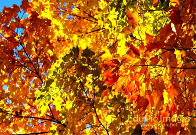 Fall Colors Desktop