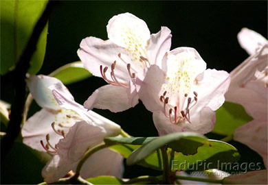 Rhododendron Desktop Image