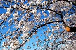 Cherry Blossoms on Yoshino Cherry Trees in Washington DC