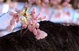 Cherry Blossoms on Yoshino Cherry Trees in Washington DC