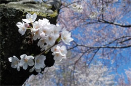 Cherry Blossoms on Yoshino Cherry Trees in Washington DC