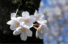 Cherry Blossoms on Yoshino Cherry Trees in Washington DC