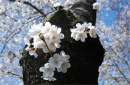 Cherry Blossoms on Yoshino Cherry Trees in Washington DC