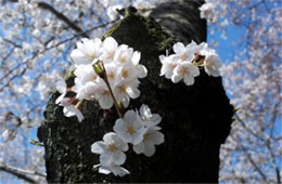 Cherry Blossoms on Yoshino Cherry Trees in Washington DC