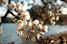 Cherry Blossoms on Yoshino Cherry Trees in Washington DC