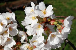 Cherry Blossoms on Yoshino Cherry Trees in Washington DC