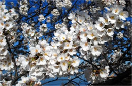 Cherry Blossoms on Yoshino Cherry Trees in Washington DC