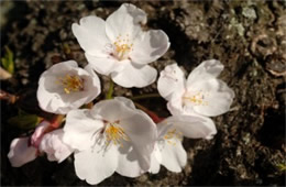 Cherry Blossoms on Yoshino Cherry Trees in Washington DC