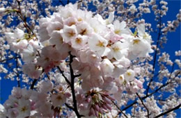 Cherry Blossoms on Yoshino Cherry Trees in Washington DC