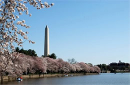 Washington Monument with Cherry Blossoms