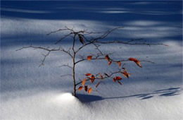Small Tree in the Snow
