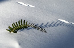Fern in the Snow