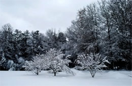 Snowy Field with Trees