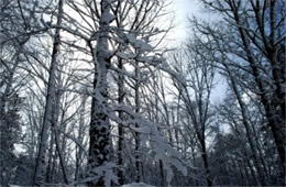 Snow in the Trees