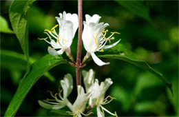 Lonicera maackii - Amur Honeysuckle