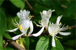 Lonicera maackii - Amur Honeysuckle