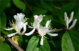 Lonicera maackii - Amur Honeysuckle