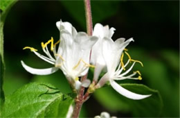 Lonicera maackii - Amur Honeysuckle