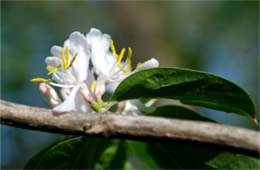 Lonicera maackii - Amur Honeysuckle