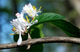 Lonicera maackii - Amur Honeysuckle