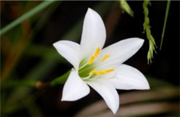 Zephyranthes atamasco - Atamasco Lily