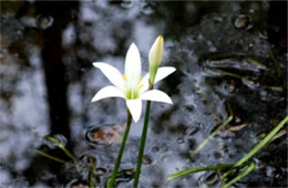 Zephyranthes atamasco - Atamasco Lily